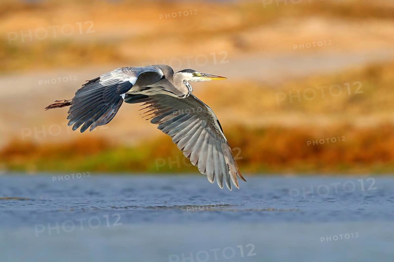 Grey grey heron (Ardea cinerea), Foraging, Boat Trip, Tiszaalpár, Kiskunsági National Park, Bács-Kiskun, Hungary