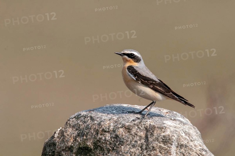 Brandenburg, Germany, national natural heritage, Grünhaus natural paradise, oenanthe oenanthe, Steinschmätzer, wheatear, post-mining landscape, birds, green house, male, passeri, songbirds, birds