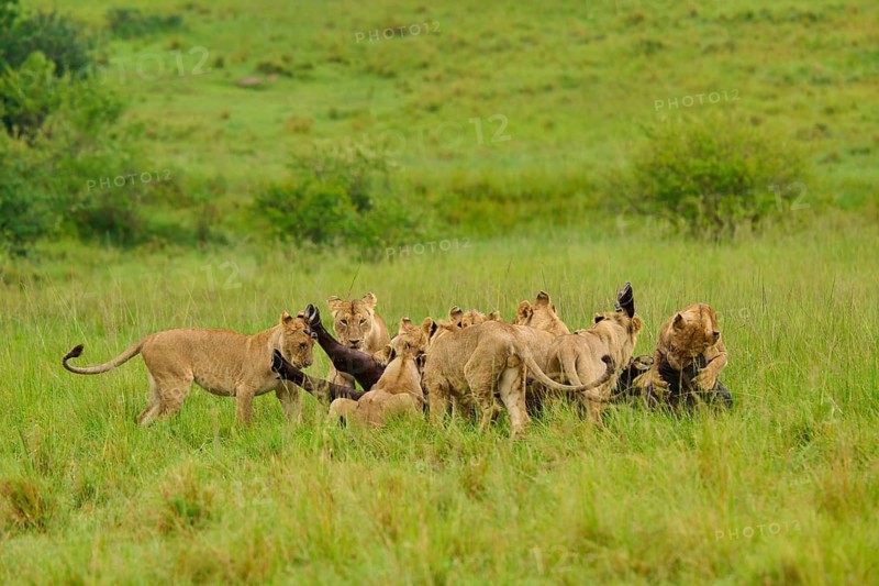 A pride of lions surrounds a killed buffalo in the vast savannah landscape, lion (Panthera leo), Cape buffalo (Syncerus caffer), Masai Mara National Reserve, Narok County, Kenya