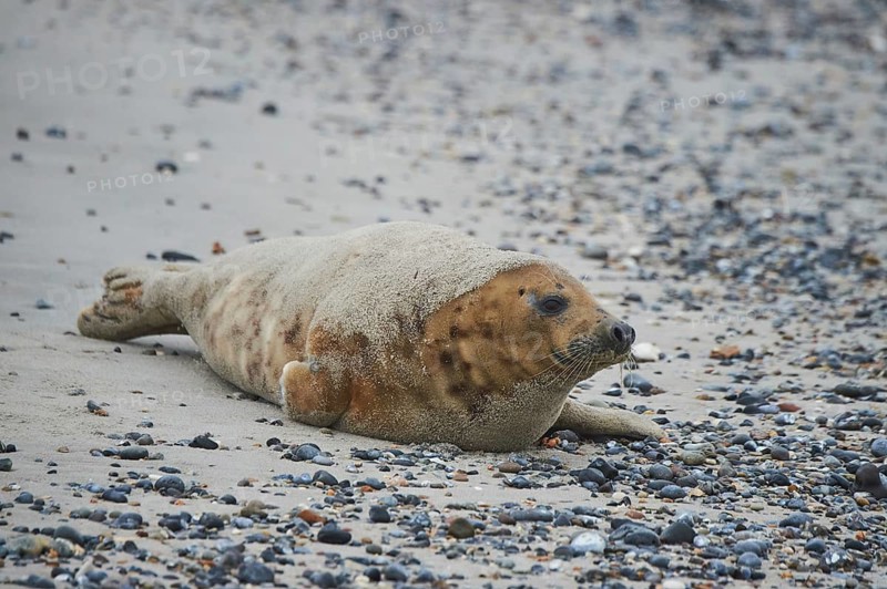 Grey seal (Halichoerus grypus) lying on the beach, Düne, Helgoland, Schleswig-Holstein, Germany