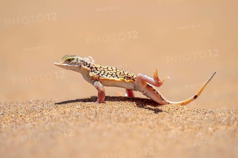 Shovel-nosed lizard (Meroles anchietae), in the sand, stretching its legs in the air to cool off, Namib Desert, Namib Naukluft Park, Namibia