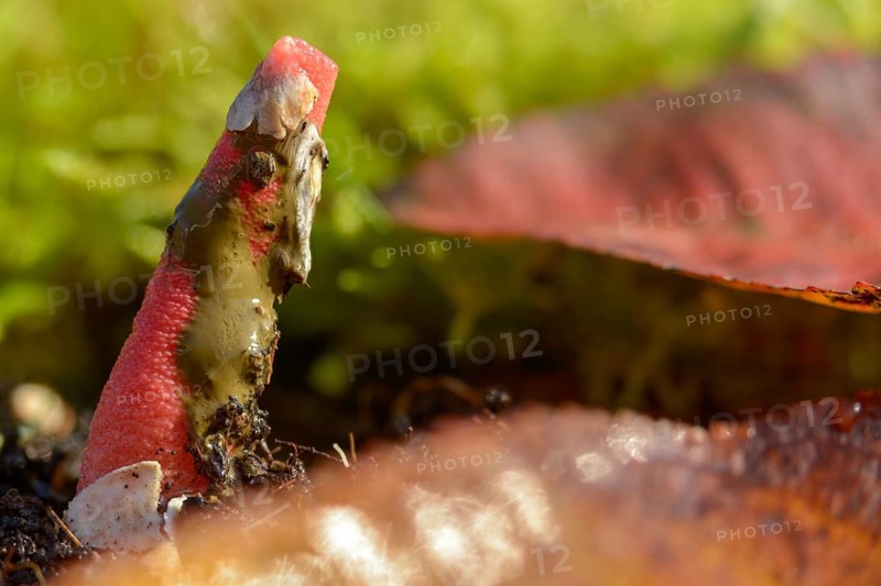 Corynites brevis, Corynites ravenelii, raspberry-red dog rod, mutinus brevis, mutinus ravenelii, phallus ravenelii, red stinkhorn, fungi, mushrooms