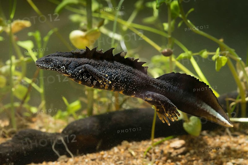 Great crested newt, crested newt, northern crested newt, Triturus cristatus, amphibians, amphibians, amphibians, amphibians, amphibians, male, newt, northern crested newt, warty newt