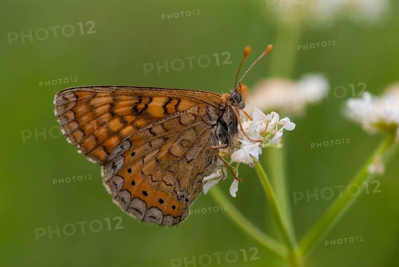 Bite-check moth, abbise-tick moth, euphydryas aurinia, eurodryas aurinia, golden cheekmoth, marsh fritillary, melitaea aurinia, scabiotic cheekmoth, Bulgaria, butterfly, insects, butterfly, butterflies, butterflies