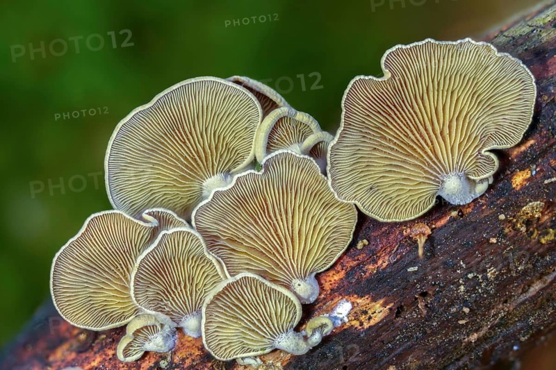 Astringent panus, bitter oyster, bitter mussel mushroom, bitter-sharp dwarf ball, oak dwarf ball, tart dwarf ball, luminescent panellus, panellus stipticus, panellus stypticus, stiptic fungus, fungi, fungus, mushrooms