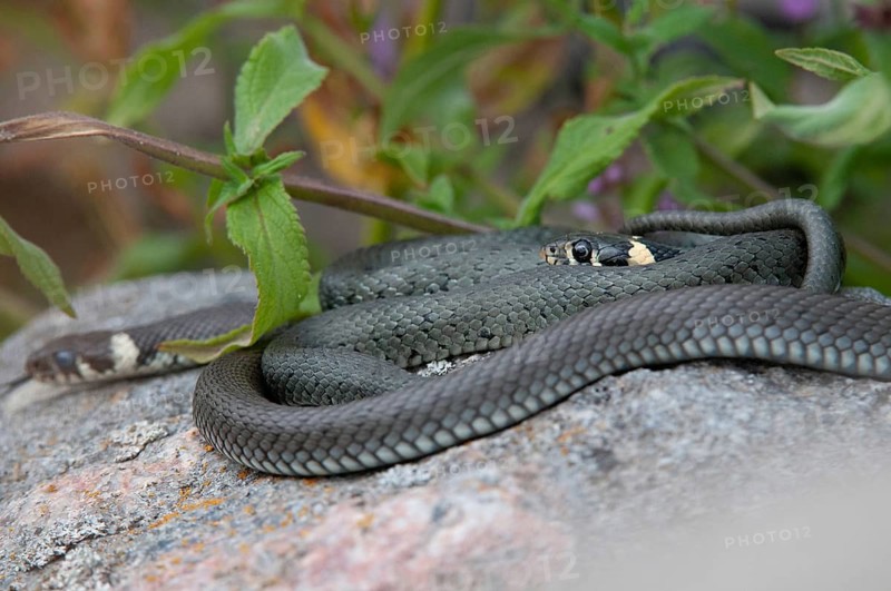 Grass Snake, Natrix Natrix, Grass Snake, Critters, Reptilia, Reptiles, Ringed Snakes, Snakes, Water Snakes