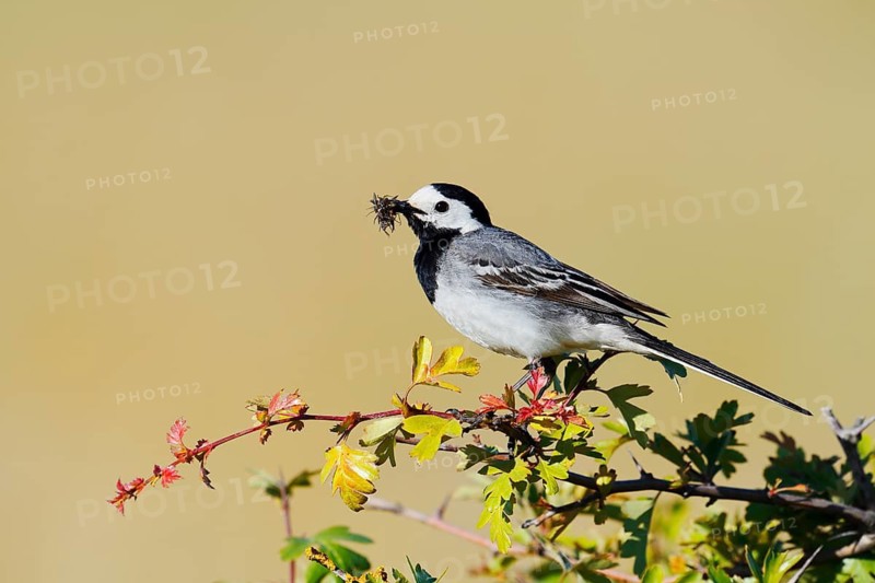 White Wagtail (Motacilla alba), a male with insects in its beak, perched on a twig, Schleswig-Holstein, Germany