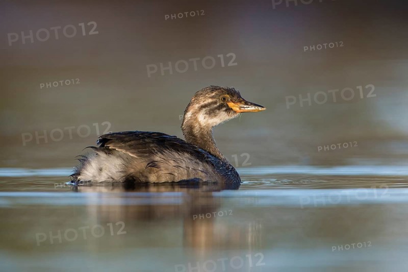 Australasian Grebe (Tachybaptus novaehollandiae) young, Victoria, Australia