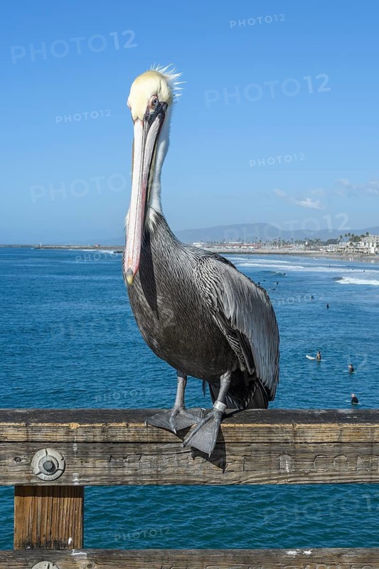 Brown pelican, (Pelecanus occidentalis), on Oceanside Pier, Oceanside, California, United States