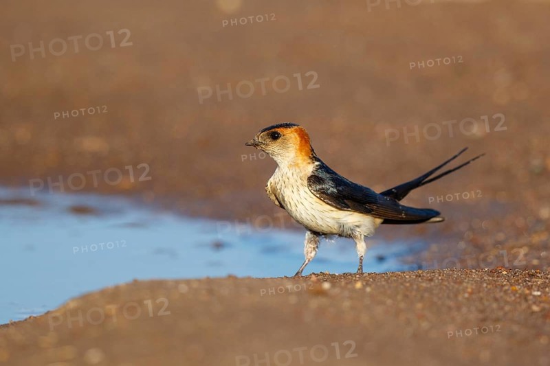 Red-rumped Swallow (Cecropis daurica) looking for nesting material, Lesvos, Greece