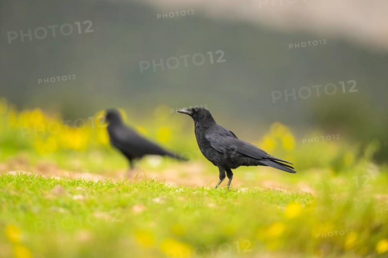 Common raven (Corvus corax) on a flowering meadow in autumn, Pyrenees, Catalonia, Spain