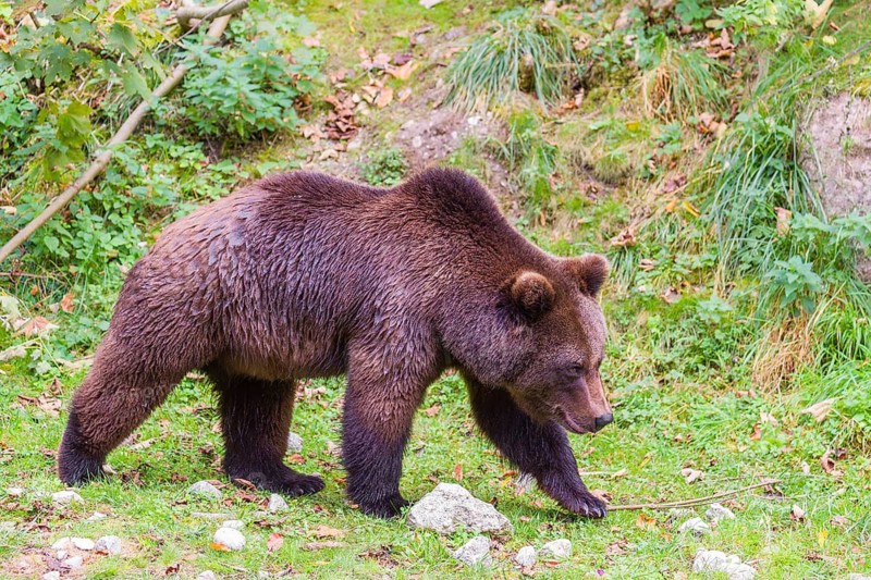 A young male Eurasian brown bear (Ursus arctos arctos) walks across a meadow