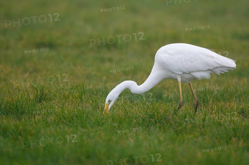 Great Egret (Ardea alba), Netherlands