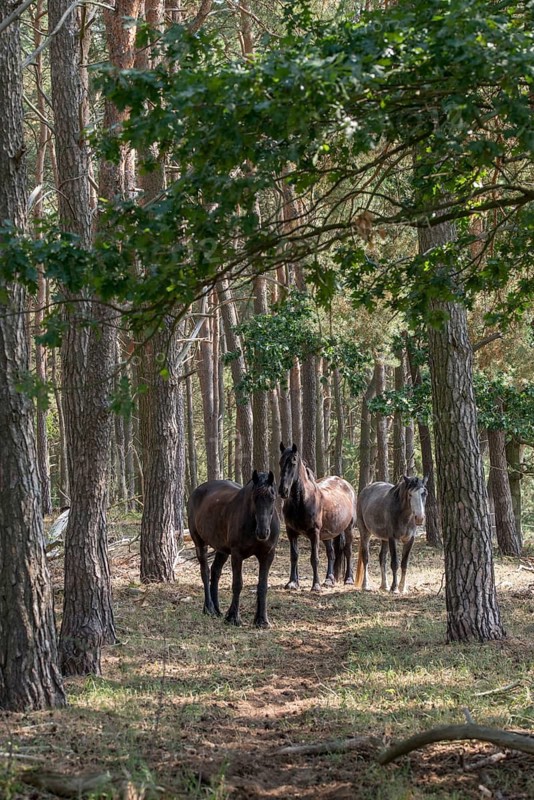 Barnim, Brandenburg, Equus Caballus, FFH area, Finow Valley, Finowtal-Pregnitzfließ, Germany, domestic horse, Natura 2000, Barnim nature park Park, odd-toed ungulates, perissodactyla, grazing, grazing, pet, high size, portrait mode, horses, landscape, mammals, nature reserve, nature reserve, horses, summer, mammals, ungulates, forest pasture