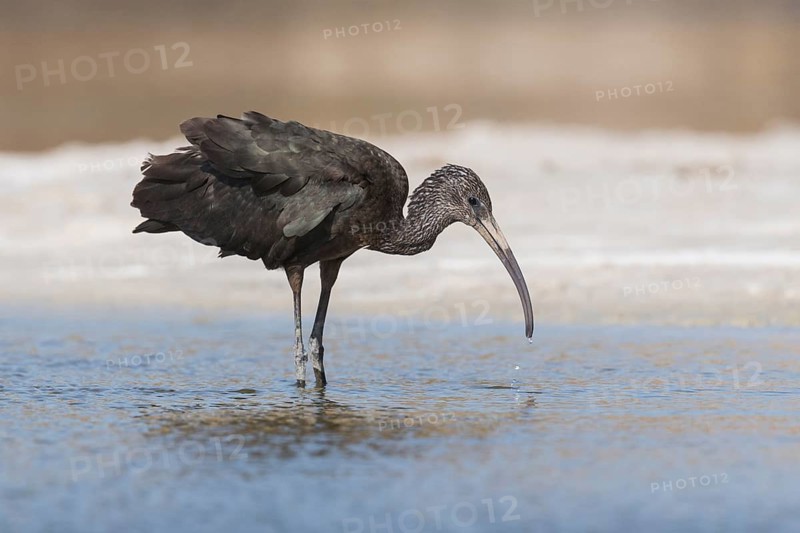 Glossy Ibis (Plegadis falcinellus) foraging, Eilat, Israel