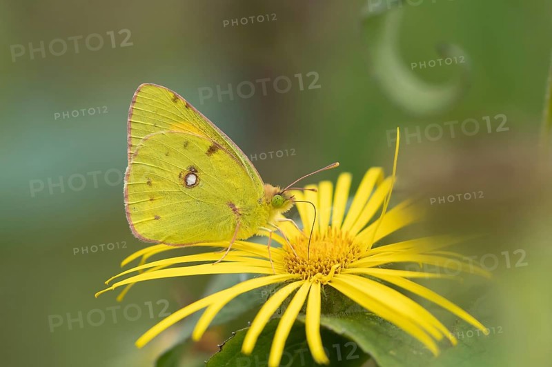 Clouded yellow butterfly (Colias croceus) adult feeding on yellow flowers in a garden in summer, Kent, England, United Kingdom
