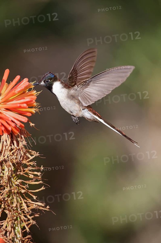 Bearded Mountaineer (Oreonympha nobilis) flying while feeding at a flower, Cusco, Peru