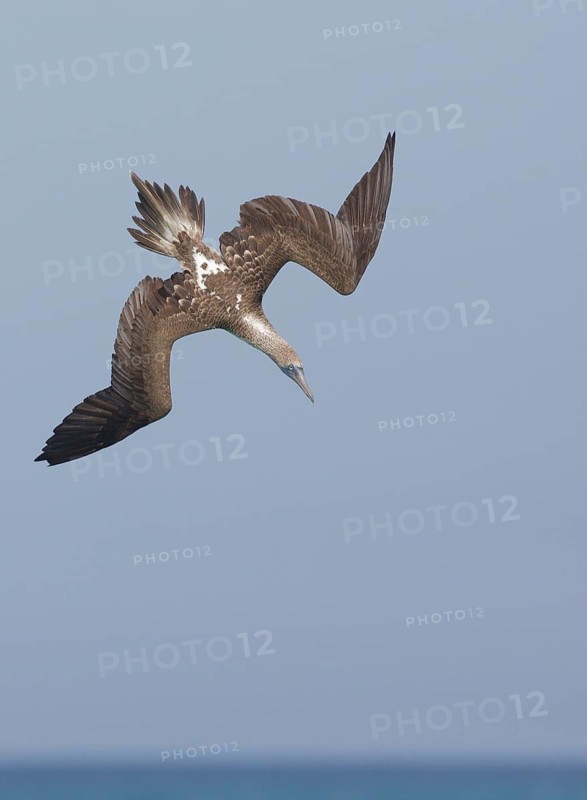 Blue-footed Booby (Sula nebouxii) flying, Galapagos, Ecuador
