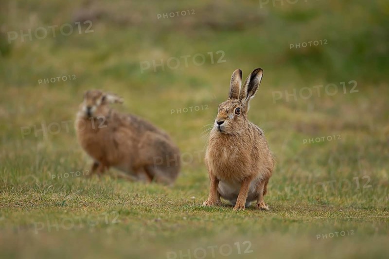 European brown hare (Lepus europaeus) two adult animals in grassland in spring, England, United Kingdom