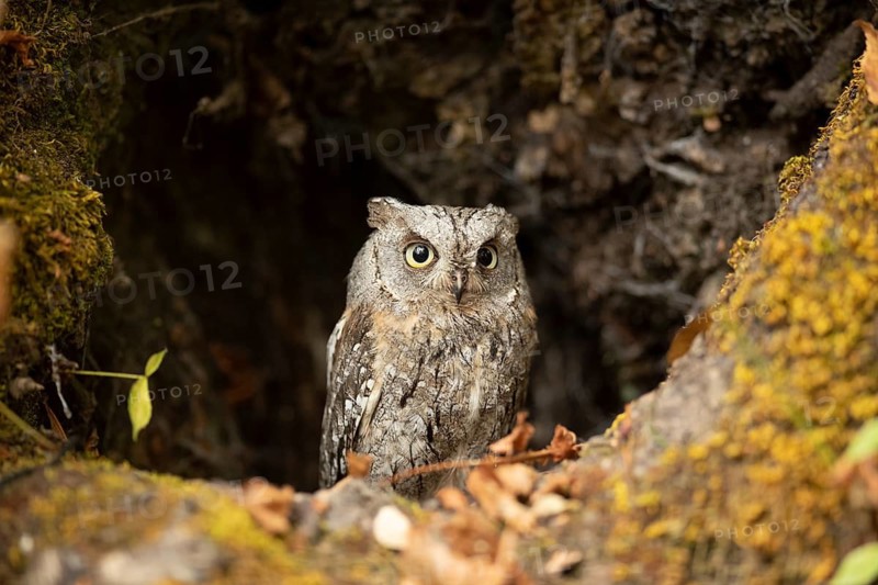 Eurasian Scops Owl (Otus scops) captive, juvenile, Germany