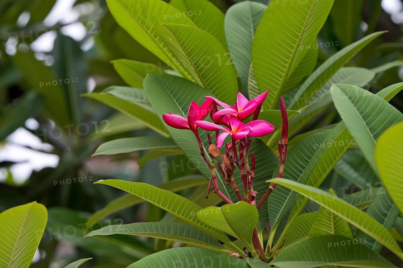 Red-flowering frangipani (Plumeria), Luang Prabang, Laos, South-East Asia
