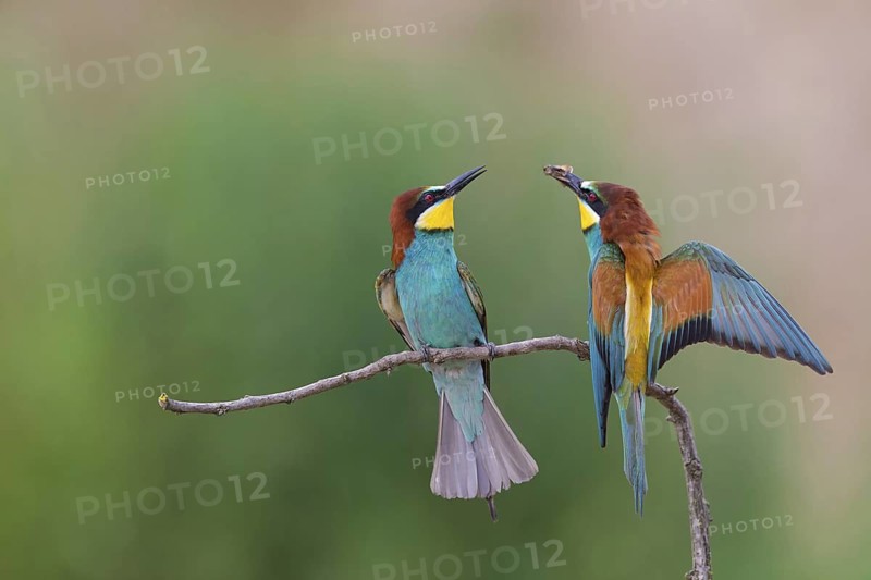 Bee-eater, (Merops apiaster), animals, birds, raptor family, perch, pair, two, Muselievo, Muselievo, Pleven, Bulgaria