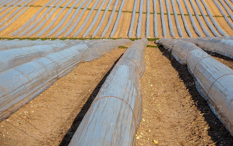 Polythene cloche polytunnels crop protection from frost running acros a field, Wantisen, Suffolk, England, UK