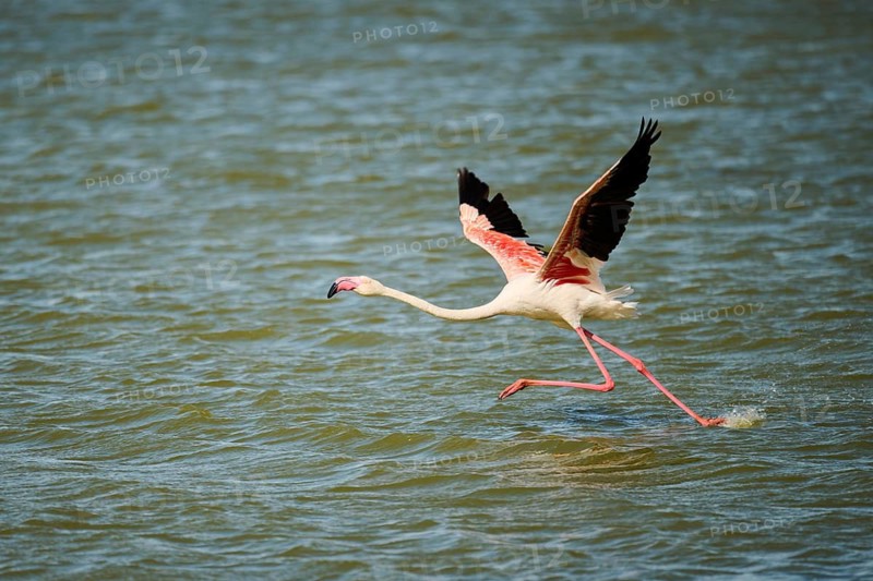 Greater flamingo (Phoenicopterus roseus) starts flying from the sea, France