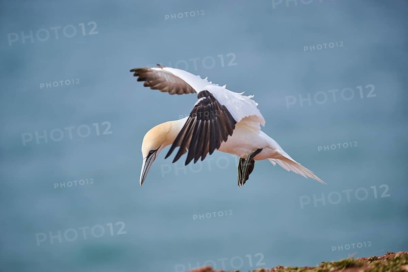 Northern gannet (Morus bassanus) flying over the sea, landing, wildlife, Helgoland, Germany