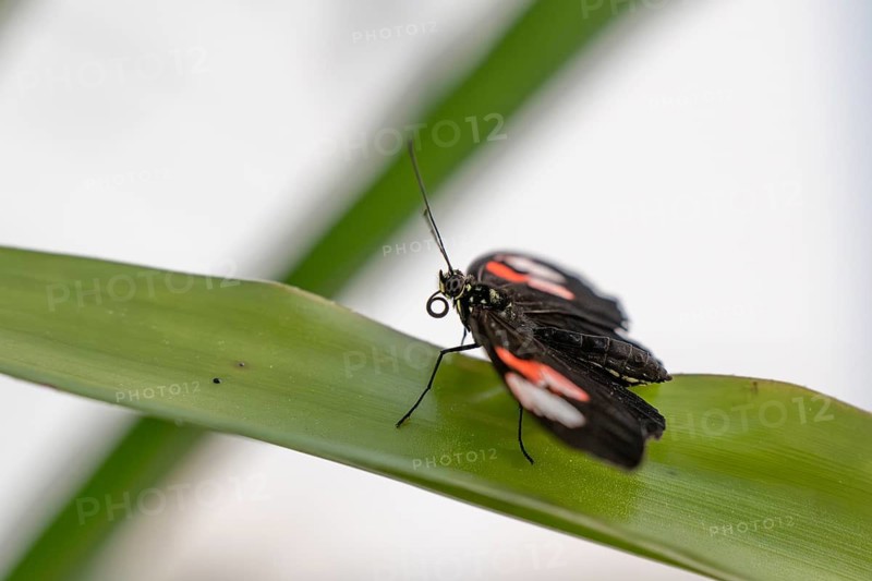 Postman butterfly (Heliconius erato) resting on a green leaf, Butterfly House, Botanical Garden or Botanisk Have, University of Copenhagen, Denmark