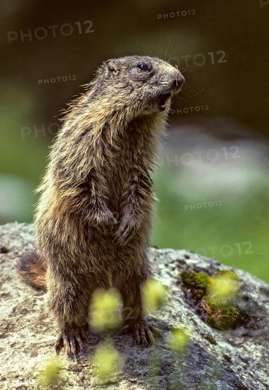 Marmot, marmota marmota, rodents, rodentia, high size, portrait, mammals, rodents, mammals