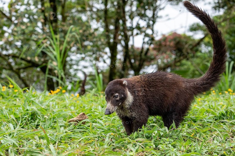 Daytime White-nosed Coati (Nasua narica) foraging in lush green grass and searching for food. San Carlos, Alajuela, Costa Rica
