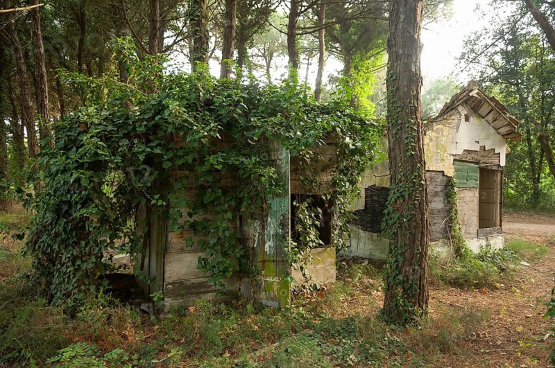 Ruined house in a pine forest near Ravenna, Italy