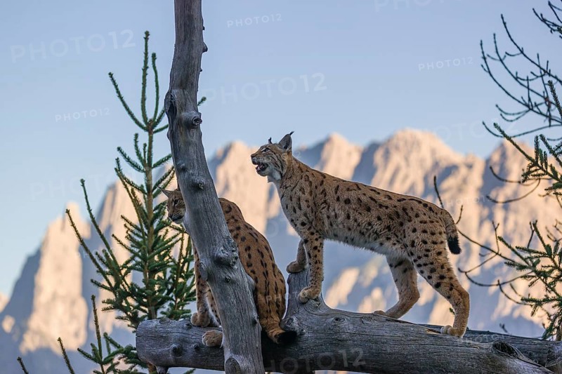 A young Eurasian lynx, (Lynx lynx) climbs in a dead tree, up to the very top. Mountains in evening light are in the distant background