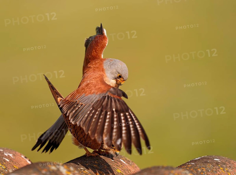 Pair of lesser kestrels (Falco naumanni), copula on the roof of an abandoned finca, Extremadura, Spain