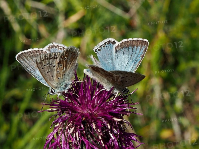 Two blue butterflies, the Chalkhill Blue (Polyommatus coridon), on a bright purple flower, Goms, Canton of Valais, Switzerland
