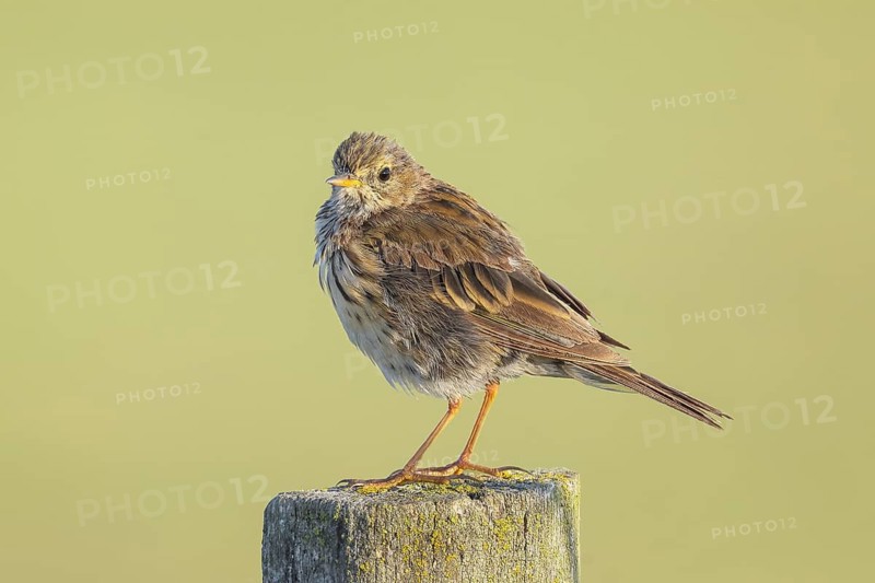 Meadow Pipit (Anthus pratensis) perched on a wicker fence, wildlife, migratory bird, breeding bird, nature photography, Hüde, Ochsenmoor, Lake Dümmer, Lower Saxony, Germany