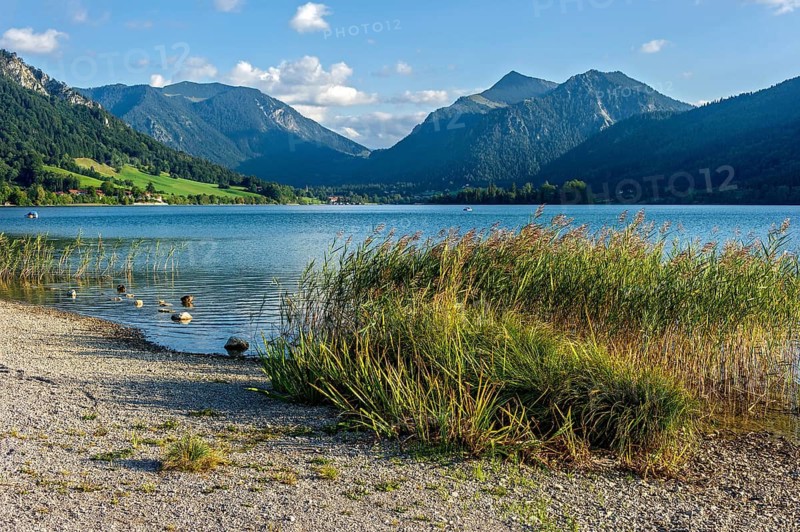 Reed, common reed (Phragmites australis) on the shore of the Schliersee, mountains Brecherspitz or Spitzing and Schlierseespitz, Mangfall mountains, Bavarian Prealps, Upper Bavaria, Bavaria, Germany