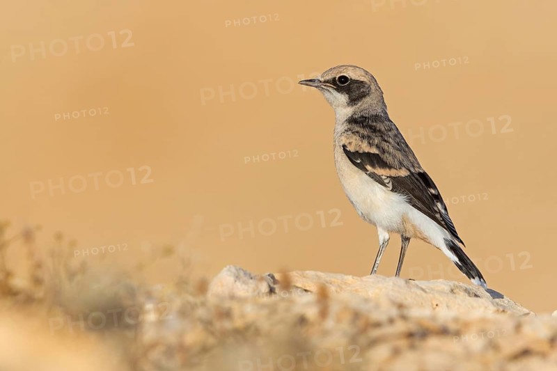 Schwarzrücken-Steinschmätzer, Schwarzrückensteinschmätzer, Mourning Wheatear, Oenanthe lugens, Traquet deuil, Collalba Fúnebre