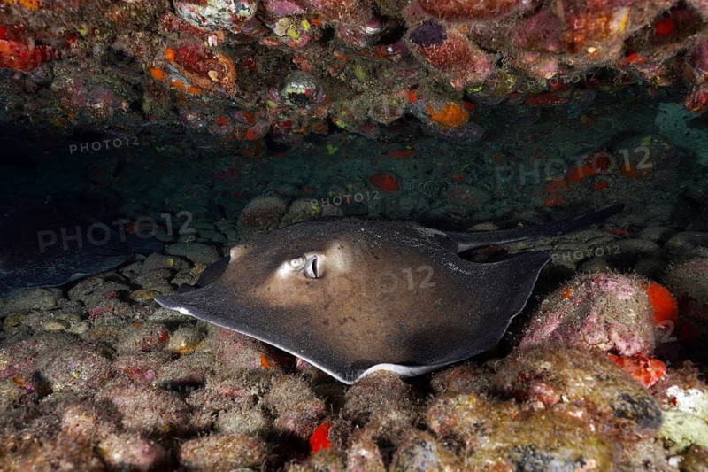 Spiny ray, round stingray (Taeniura grabata), hiding amongst rocks on the seabed, Pasito Blanco Reef dive site, Arguineguín, Gran Canaria, Spain, Atlantic Ocean