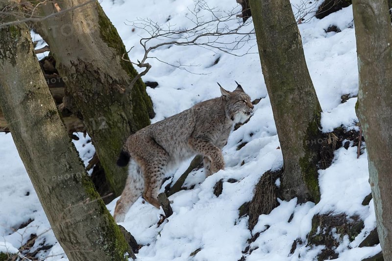 One Eurasian lynx, Lynx lynx, walking in snow covered forest on hilly ground