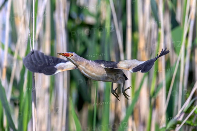Common little bittern (Botaurus minutus, Ixobrychus minutus) adult male taking off from reed bed, reedbed in wetland in spring