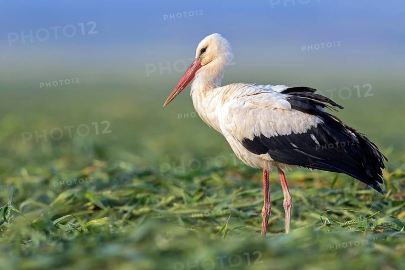 White stork, (Ciconia ciconia), animals, birds, storks, biotope, habitat, meadow, cornfield, foraging, Israel