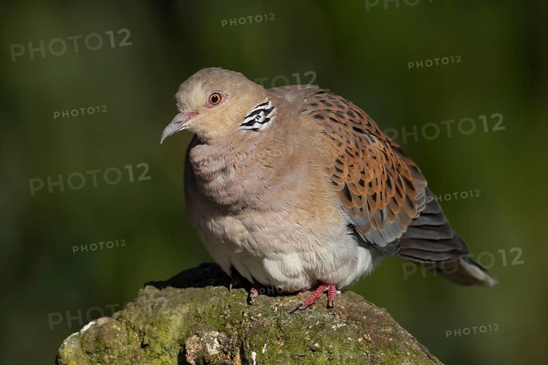 European turtle dove (Streptopelia turtur) adult bird on a rock, England, United Kingdom