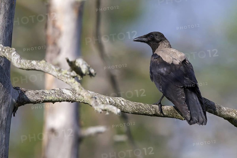 Hooded Crow, (Corvus corone cornix), Corvus cornix, animals, birds, family of corvids, raven, crow, perch, Lentiira, Lentiira Kuhmo, Finland