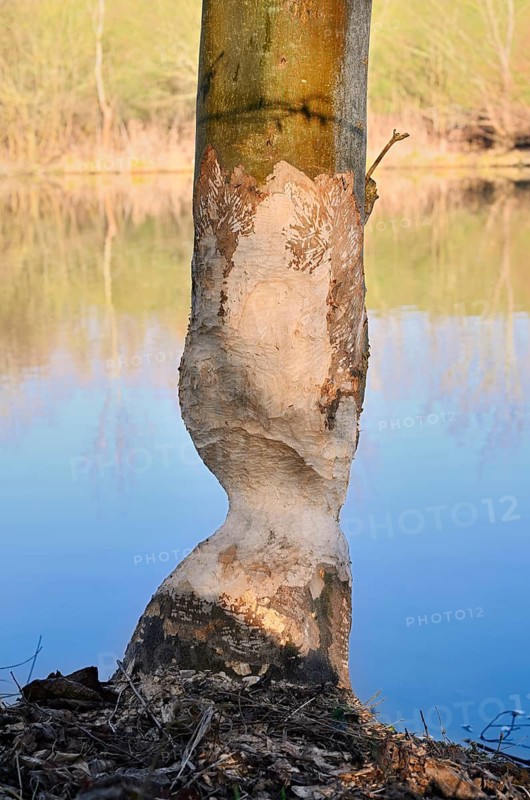 A deciduous tree gnawed by the European beaver (Castor fiber) on the banks of the River Lippe, North Rhine-Westphalia, Germany