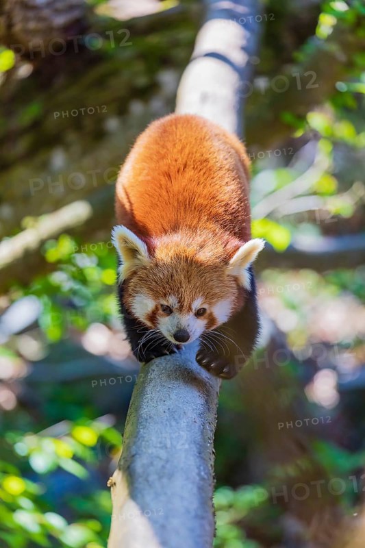 One red panda, Ailurus fulgens, balancing over a log, serving as a bridge