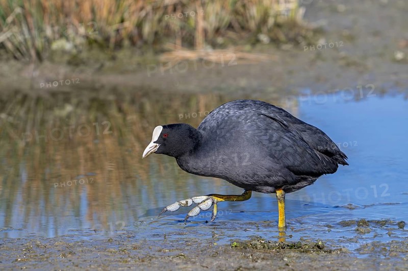 Eurasian coot, common coot (Fulica atra) showing partial webbing on its long, strong webbed toes while foraging along muddy lake shore in spring