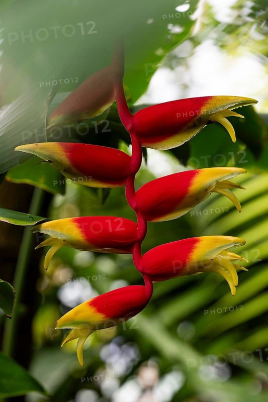Heliconia flower (Heliconia), also known as lobster claw or False bird-of-paradise, Princess of Wales Conservatory, Royal Botanic Gardens (Kew Gardens), UNESCO World Heritage Site, Kew, Greater London, England, United Kingdom