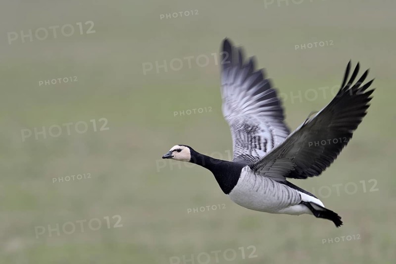 Im Flug Nonnengans *Branta leucopsis* in ihrem Überwinterungsquartier am Niederrhein